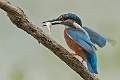 Kingfisher with catch_David Schenck